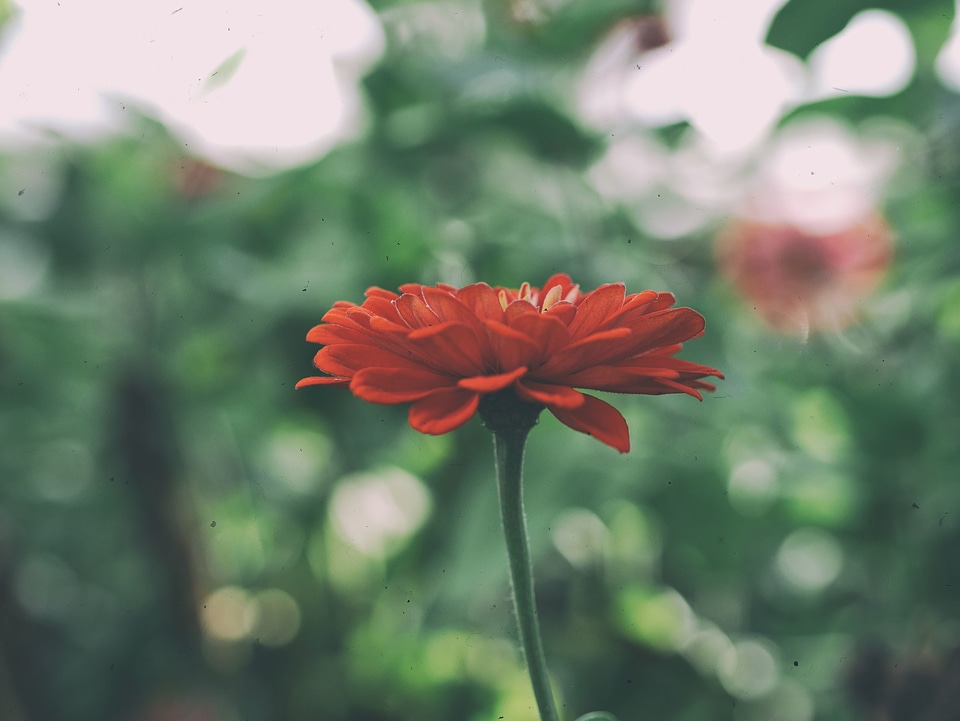 Bloom flora flower