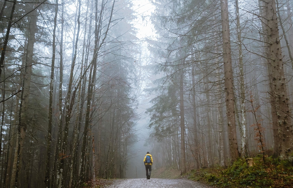 Cold forest morning