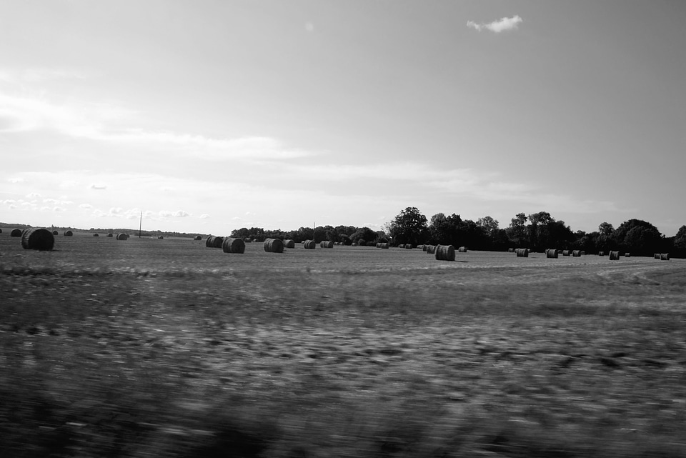 Farm field hay
