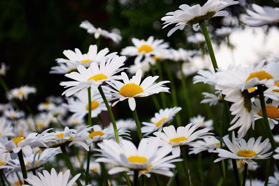 Beautiful Photo blooming blossom