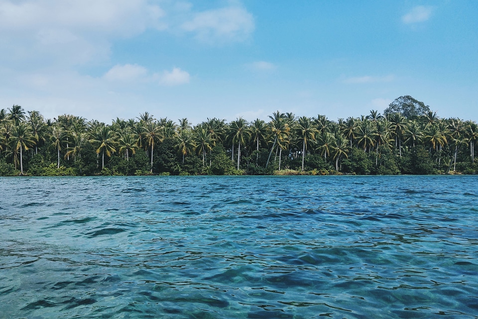 Beach forest horizon