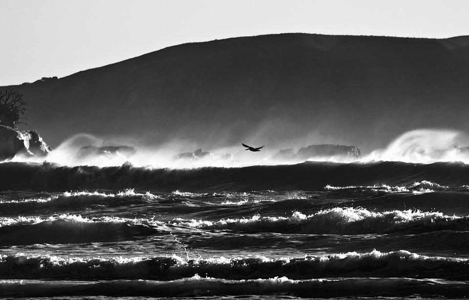 Bird black and white monochrome