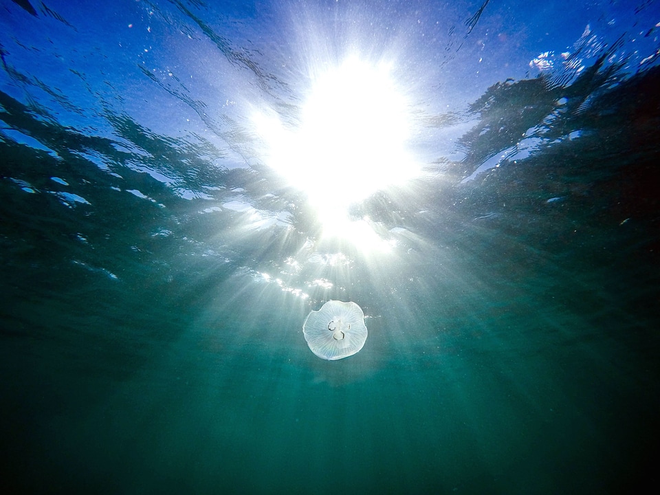 Animal fish jellyfish photo