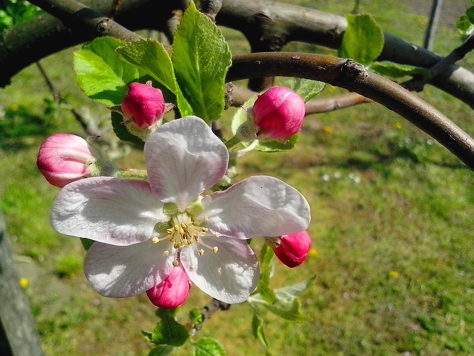 Beautiful Flowers beautiful photo flowering