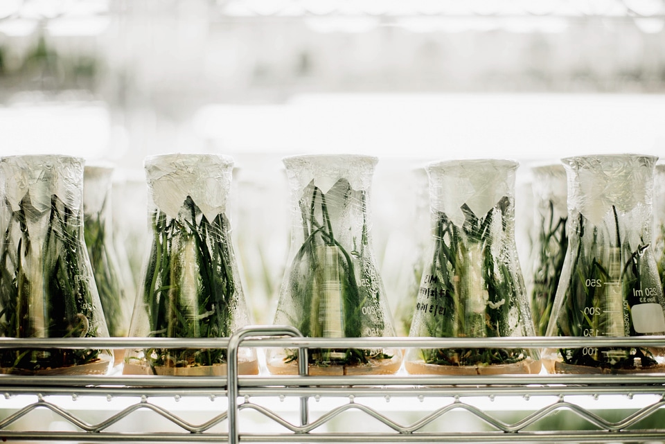 Agriculture biology food