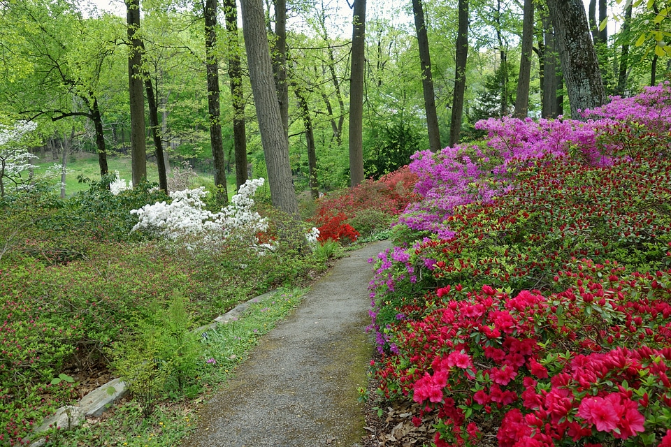 Flowers path trees