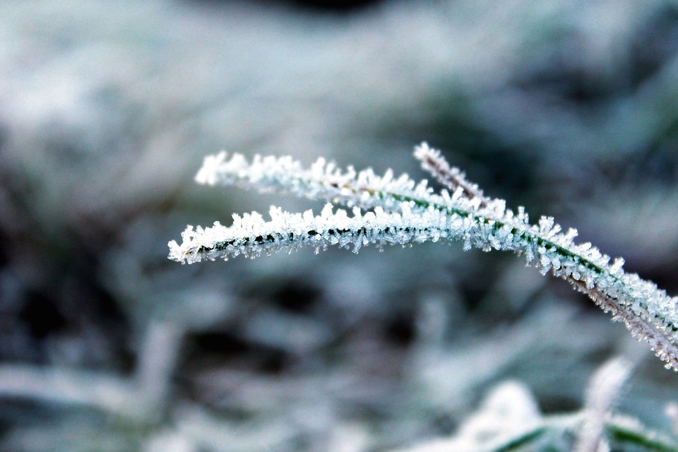 Bouquet climate frost
