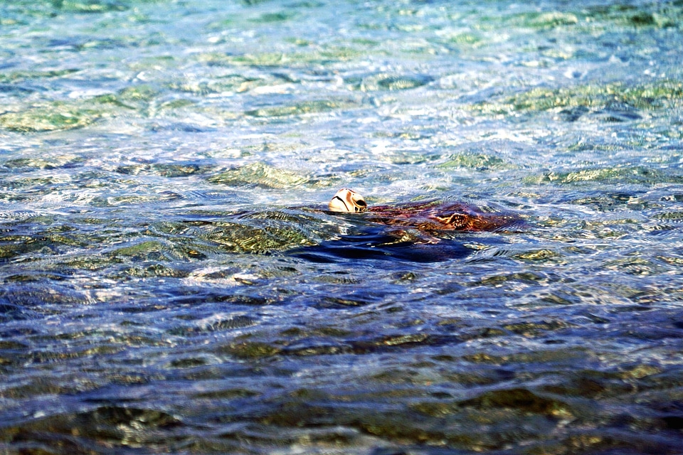 Animal ocean sea