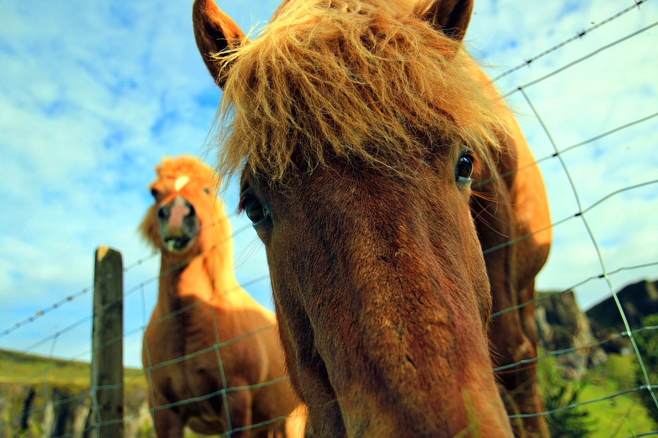 Animal animals fauna