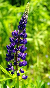 Bloom flora flowers