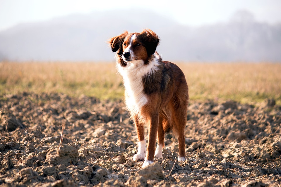 Animal beautiful photo canine