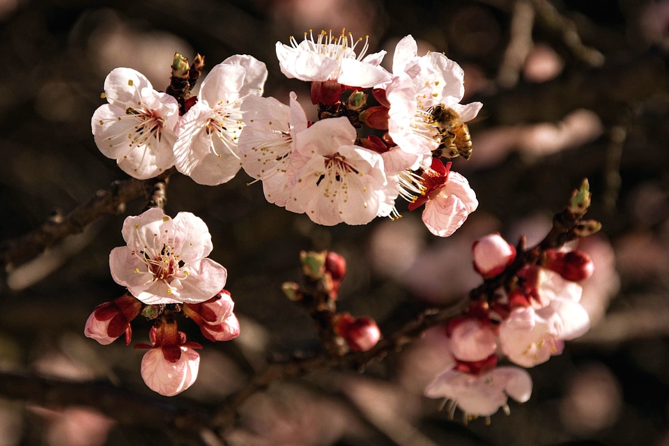 Beautiful bloom blooming