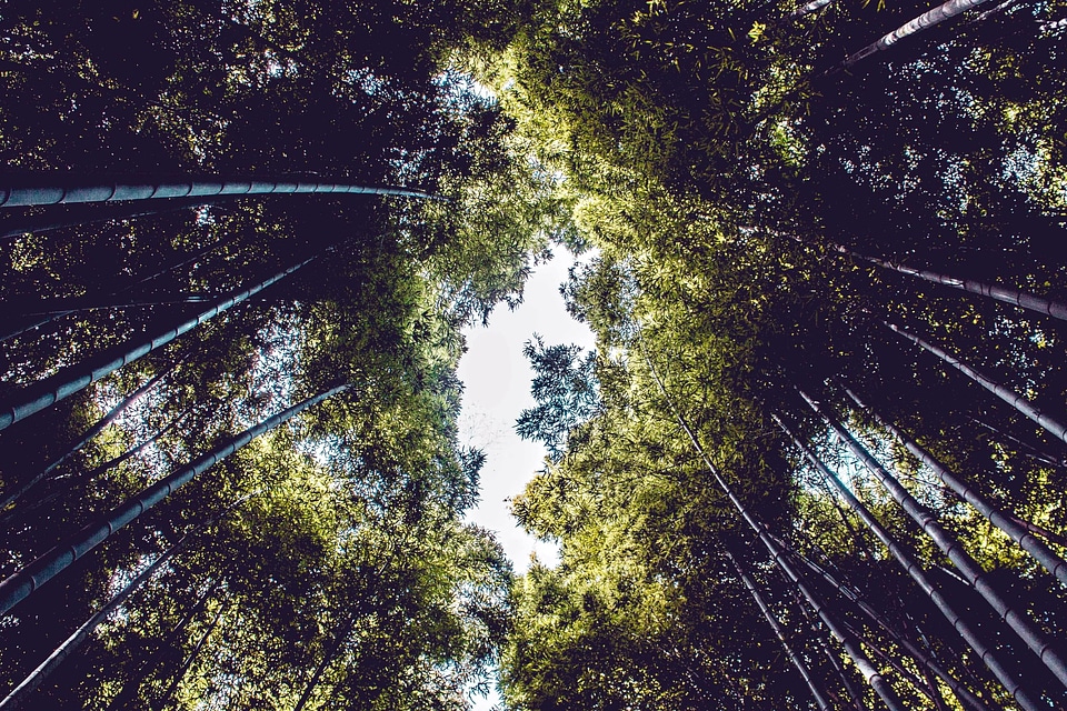 Forest nature trees