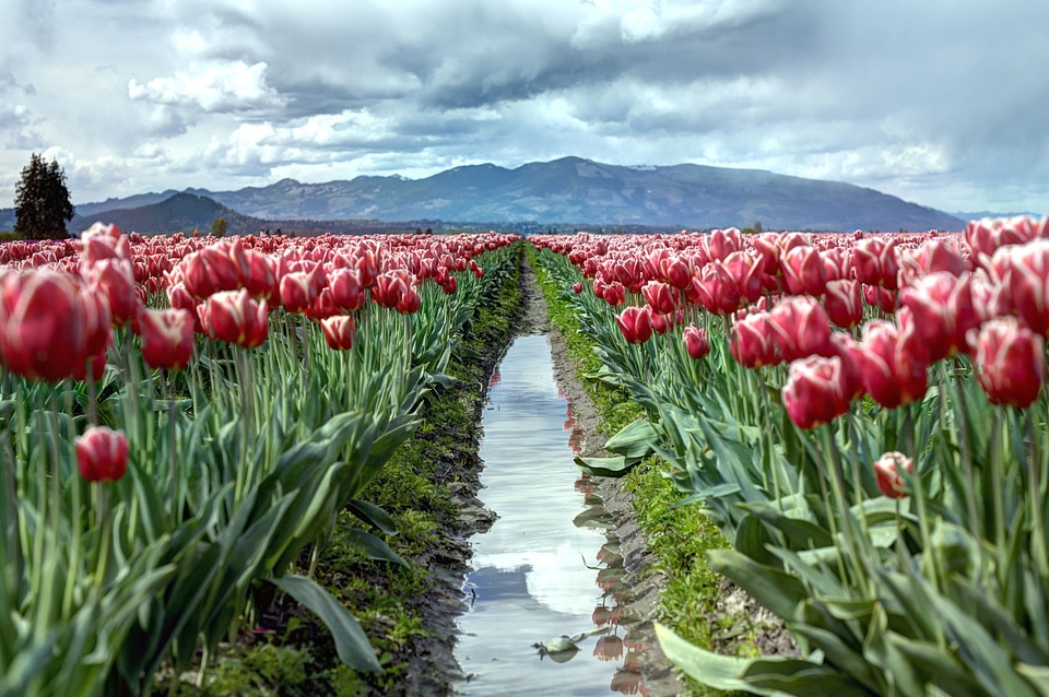Beautiful Flowers beautiful photo bloom