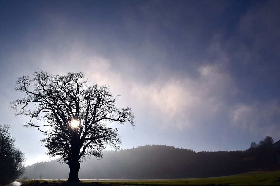 Field fog grass