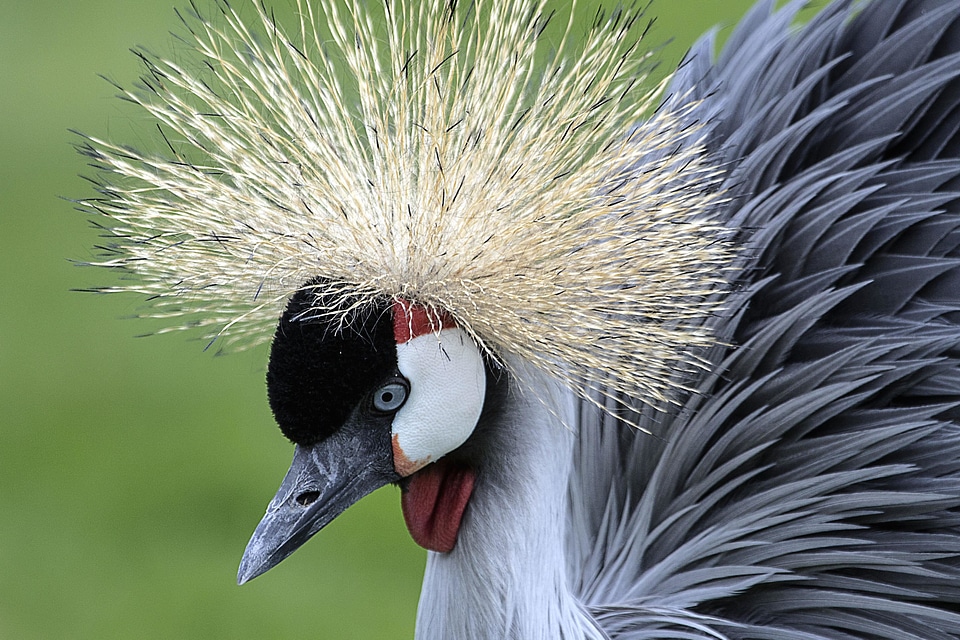 Animal avian beautiful photo