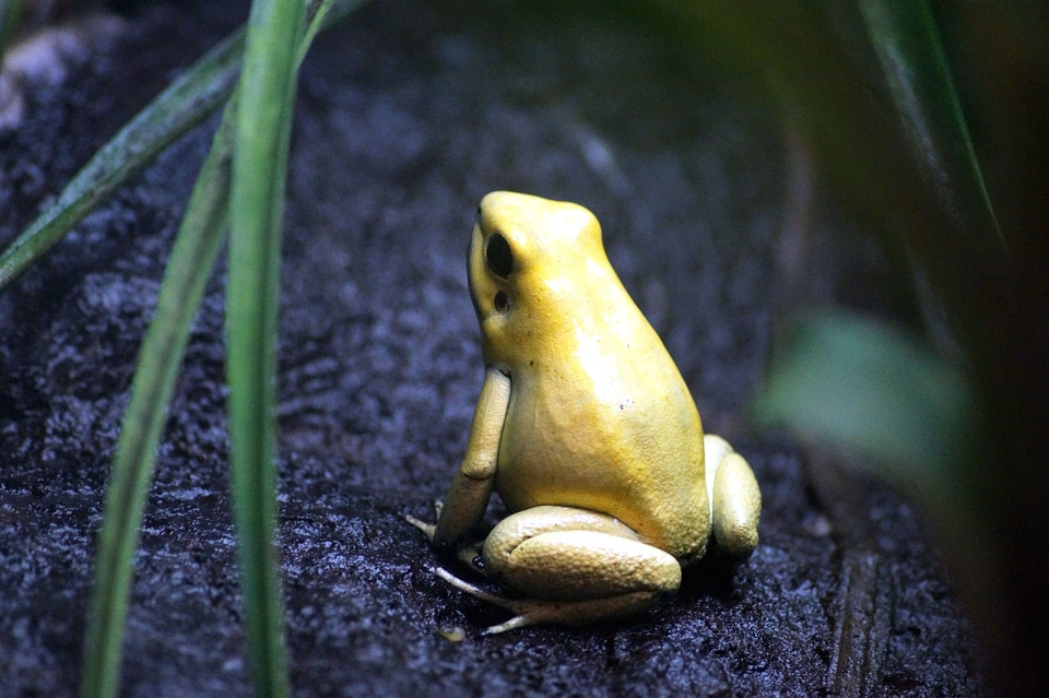 Amphibian animal frog