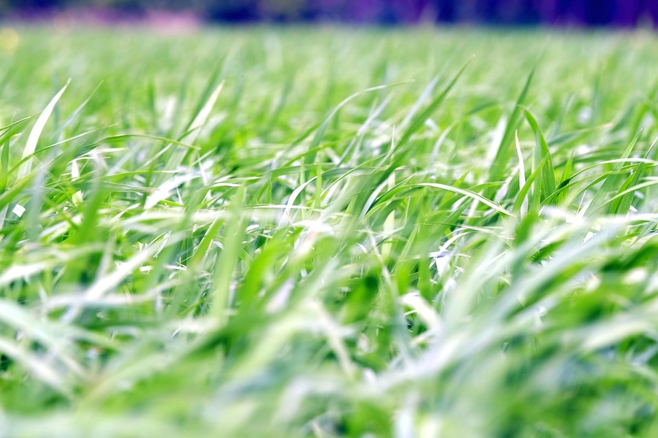 Dark Green evergreen field
