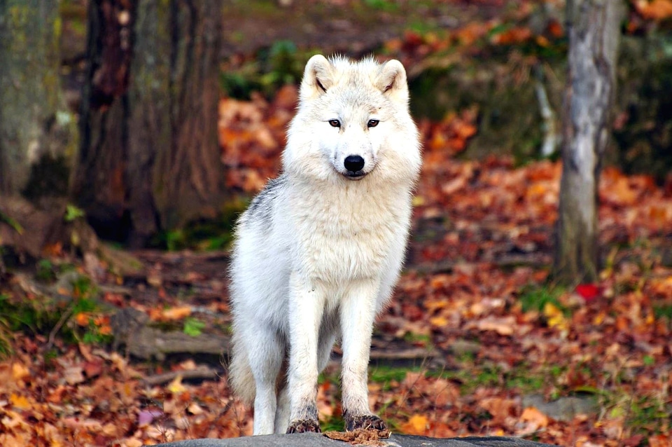 Animal forest predator