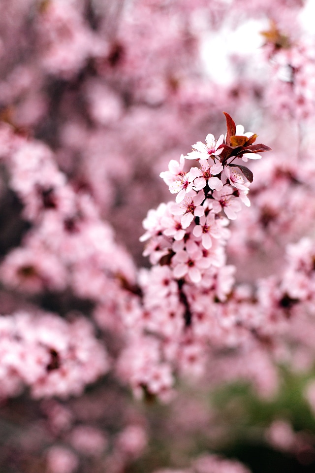 Beautiful bloom blooming