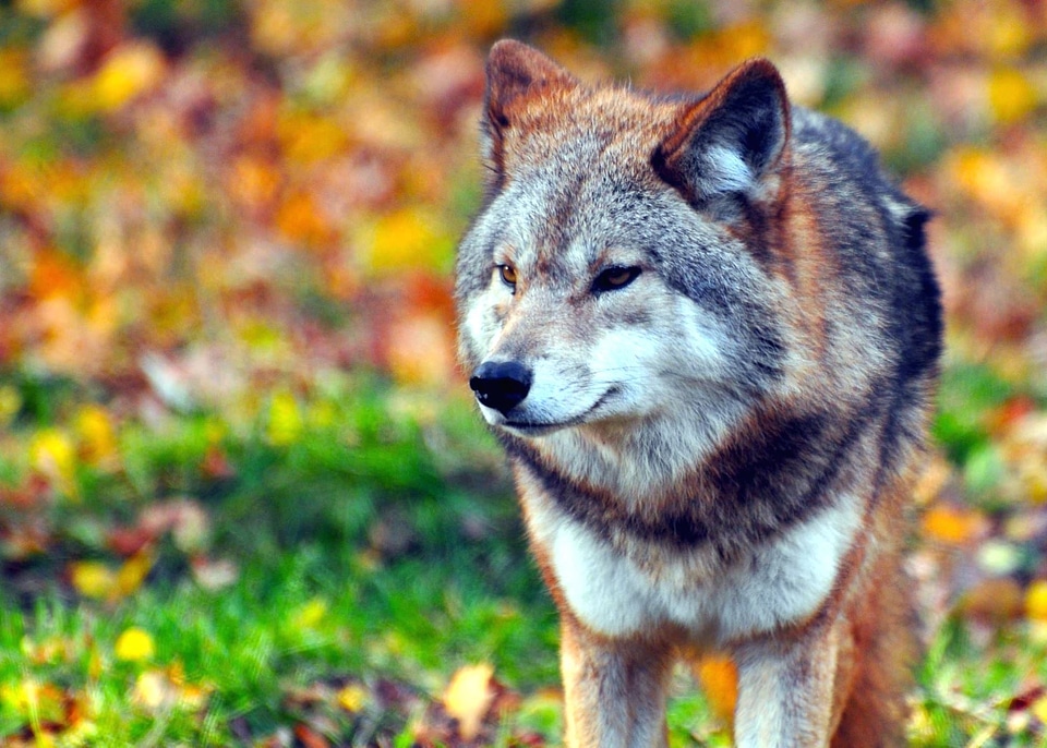 Beautiful Photo Canis lupus carnivore