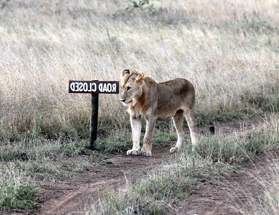 Africa animal carnivore