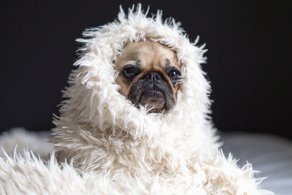 Animal beautiful photo canine
