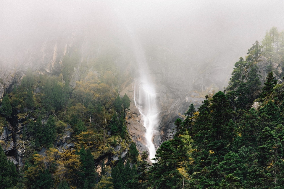 Fog foggy forest photo