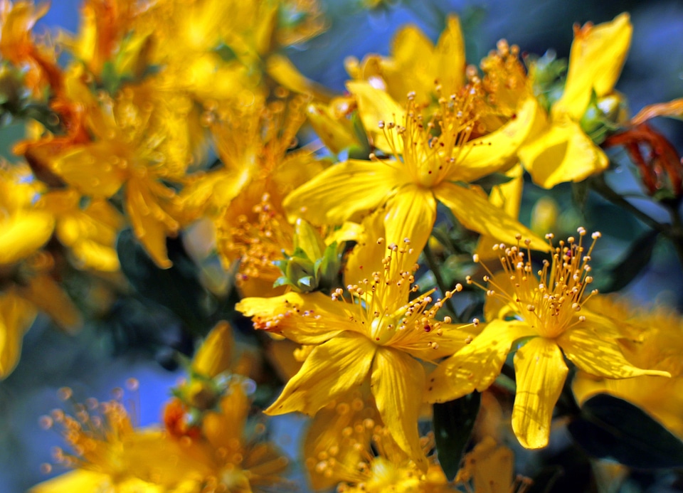 Hypericum perforatum wort yellow