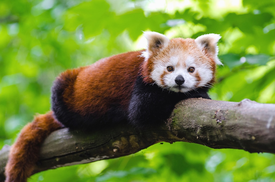 Animal beautiful photo branch