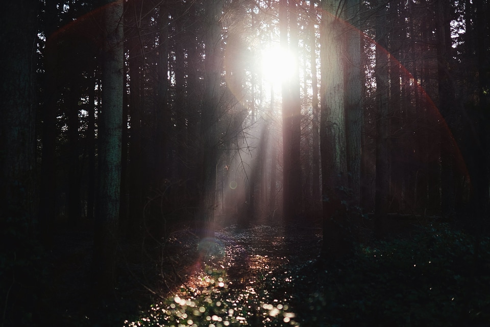 Dark darkness forest