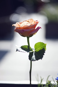 Bloom blooming blossom