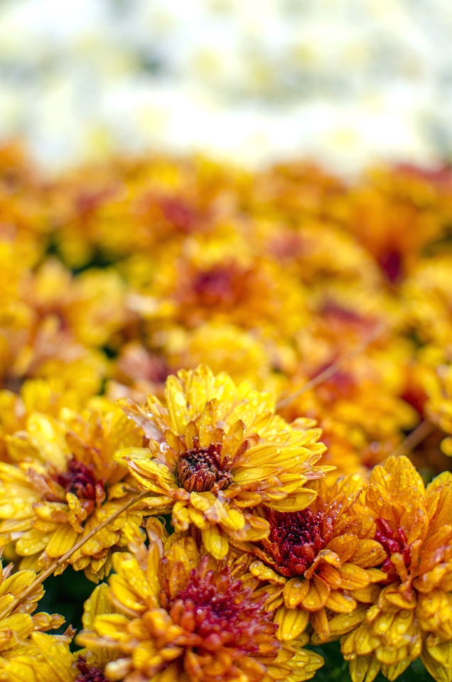 Beautiful beautiful flowers bloom