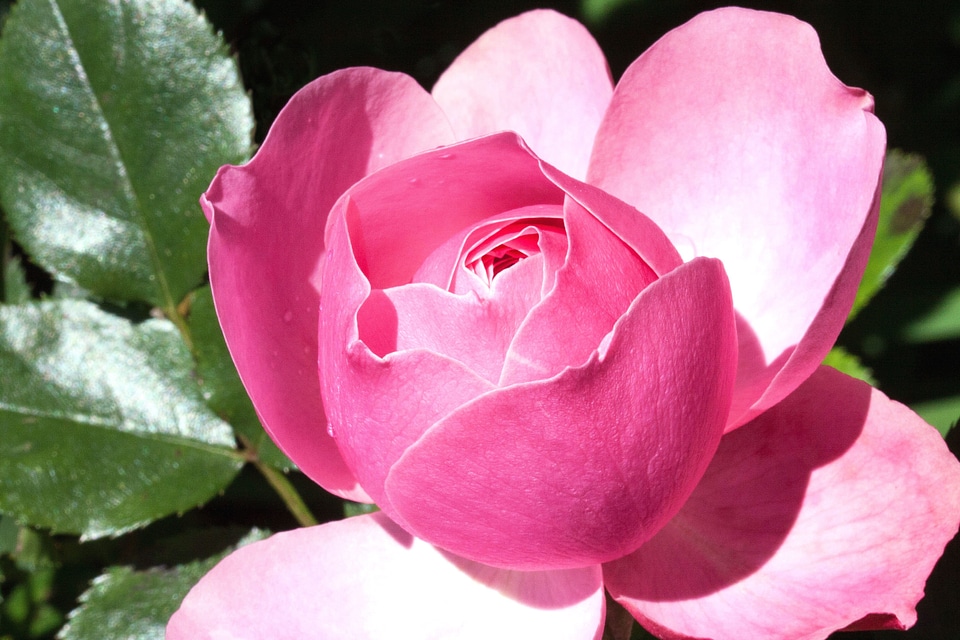 Beautiful Photo flora flower
