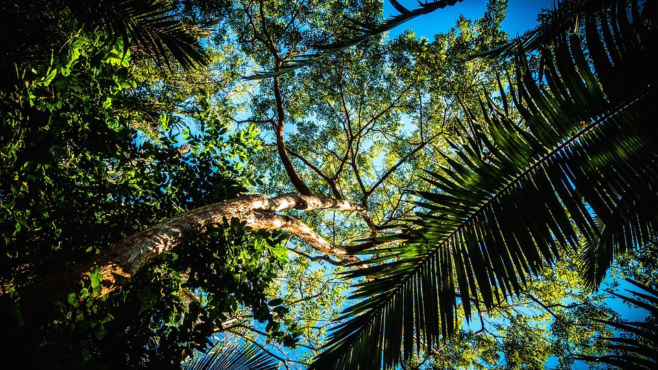 Forest palm rainforest