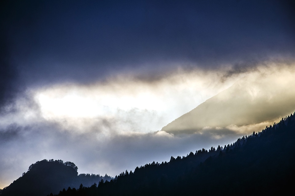 Fog forest landscape