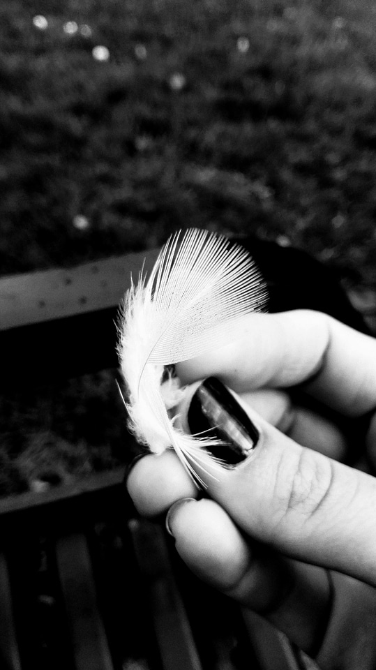 Black And White feather focus