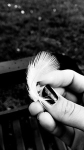 Black And White feather focus