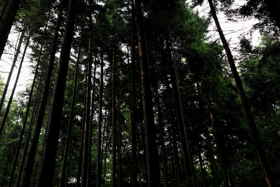 Dark forest landscape
