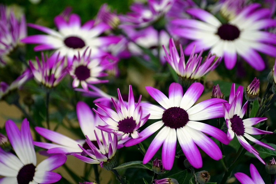 Beautiful beautiful flowers beautiful photo