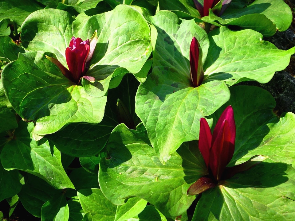 Flower garden green leaves