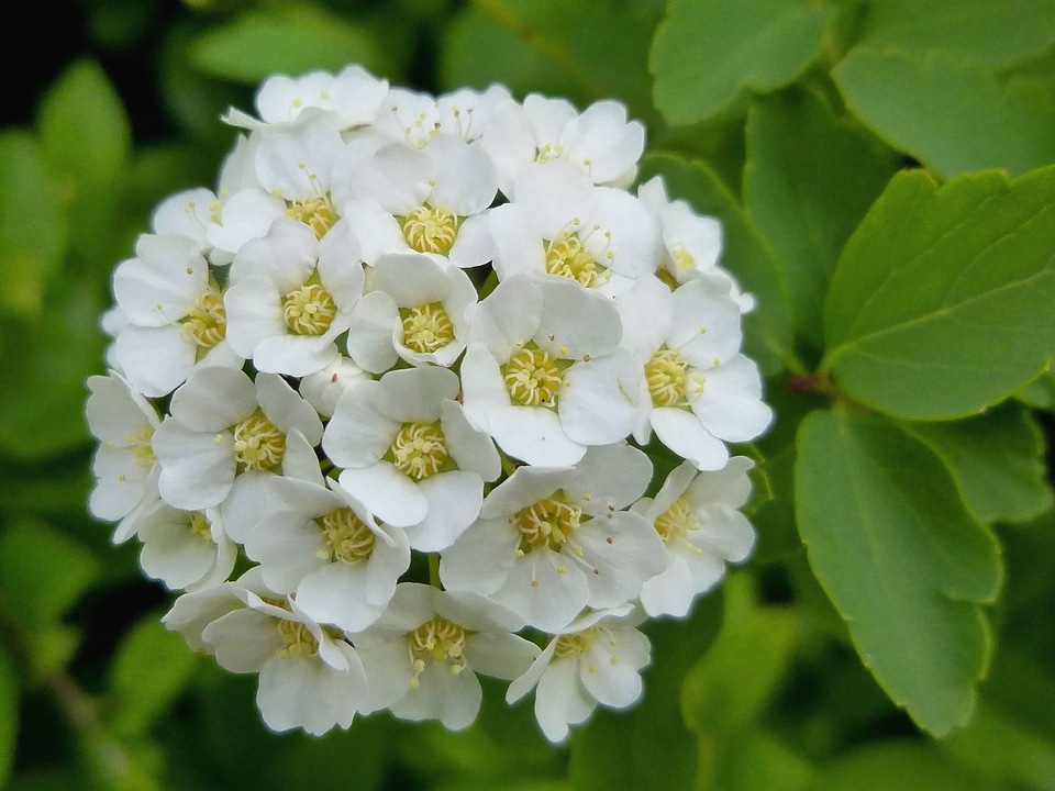 Beautiful Flowers beautiful photo flower