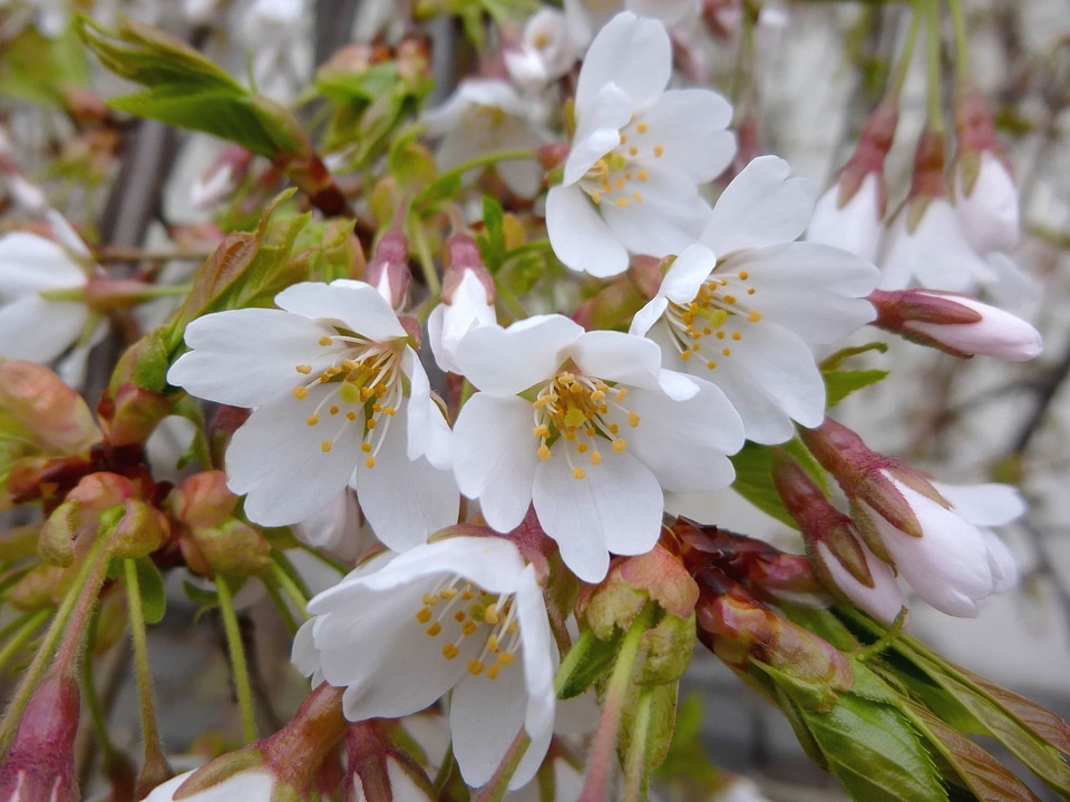 Beautiful Flowers branches flower