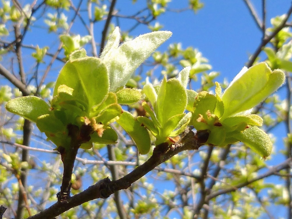 Branches garden green leaves