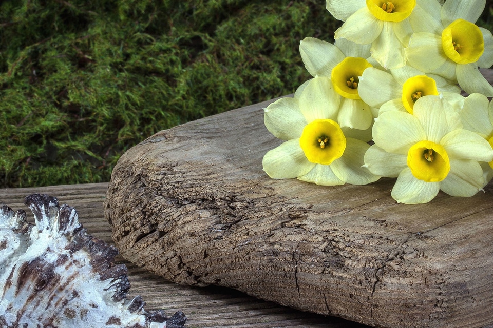 Beautiful Flowers daffodil decoration photo