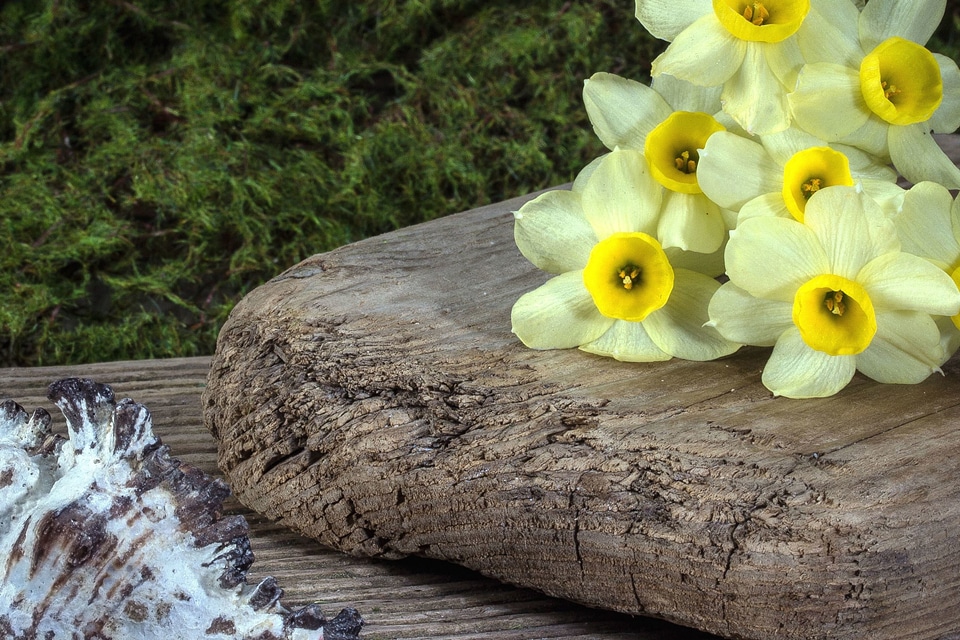 Beautiful Flowers daffodil decoration