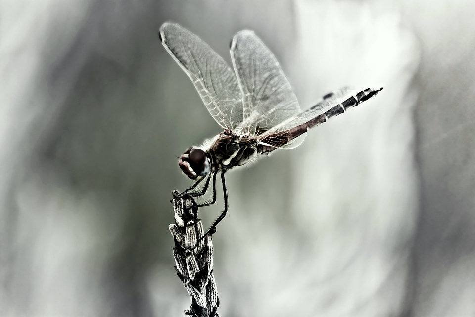 Insect wing close up