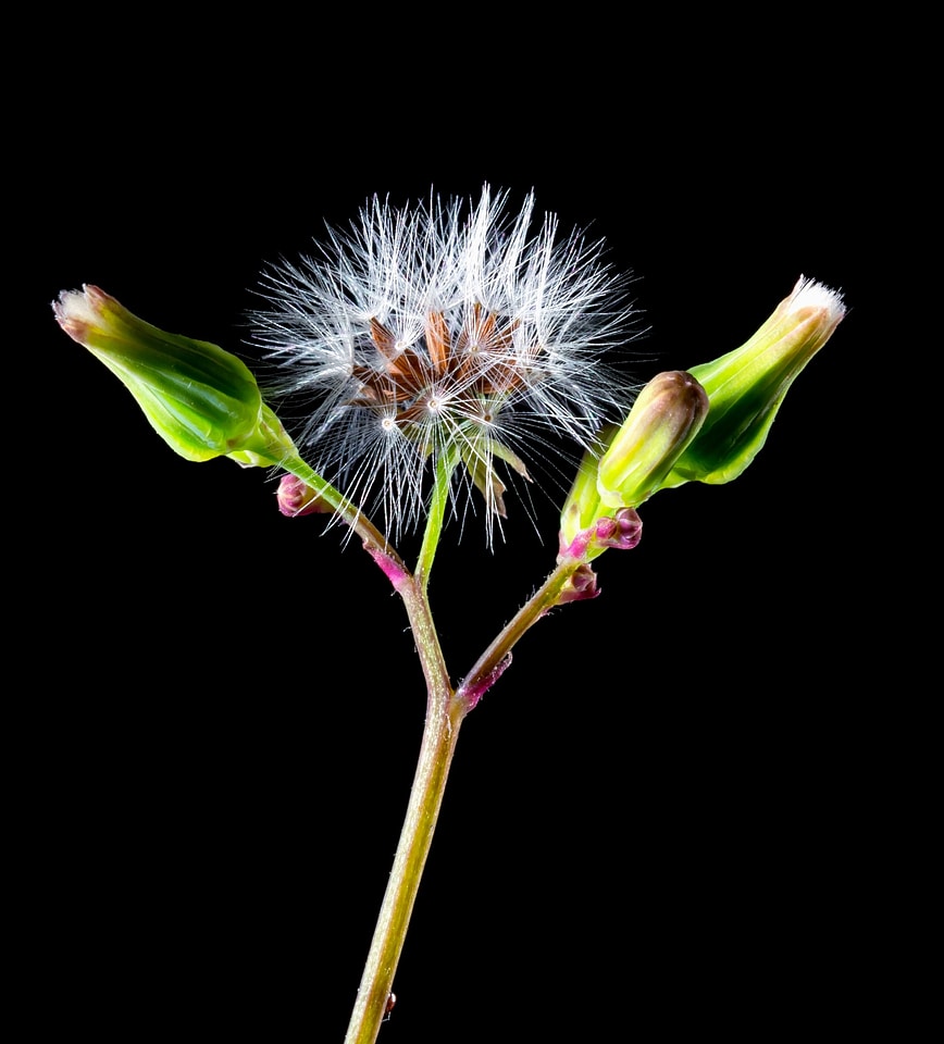 Bloom blossom dandelion