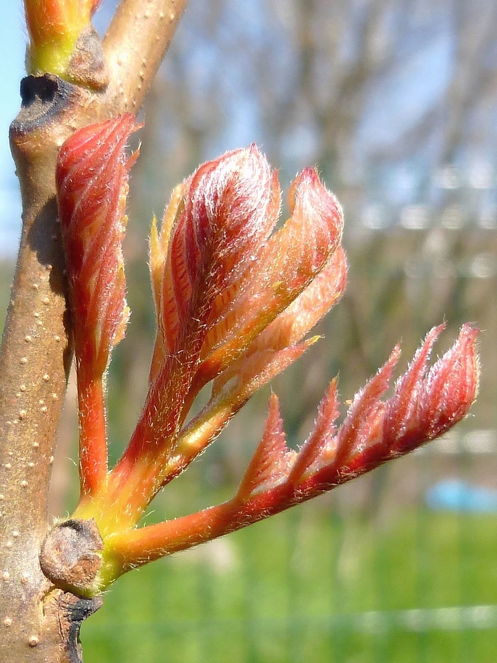 Branch branches garden