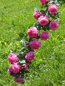 Flower flower garden garden
